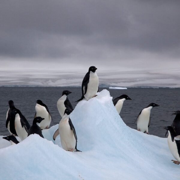 Penguin Poop Helps Antarctica…