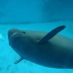 Ancient Poems Record the Decline of a Special Porpoise