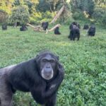 Chimps Are Capable of Human-Like Rational Thought, Breakthrough Study Finds