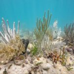 Earth’s Climate Has Passed Its First Irreversible Tipping Point and Entered a ‘New Reality’