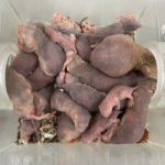 Mole-Rats Could Hold the Key to Living Longer