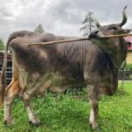 Scientists Discovered a Cow That Uses Tools Like a Chimpanzee