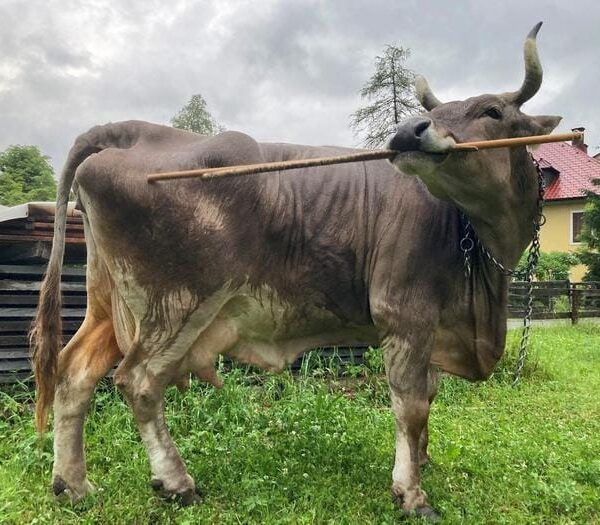 Scientists Discovered a Cow&hellip;