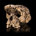 Scientists Identify Remains of the Earliest Human Ancestor