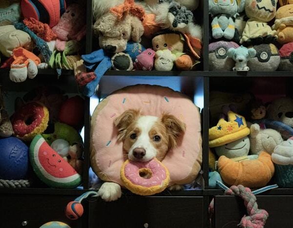 ‘Gifted’ Dogs Learn Human&hellip;