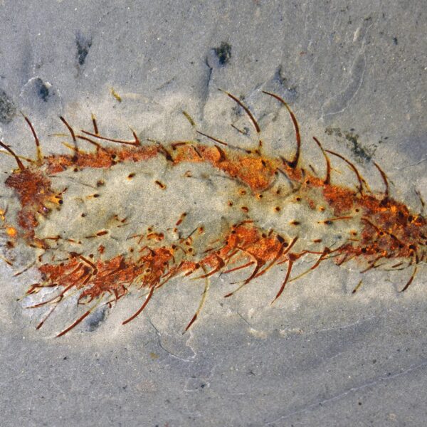 Dozens of Bizarre Ancient&hellip;