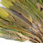 Scientists Discover Vast Ancient Trade Network That Rewrites History with Parrot DNA