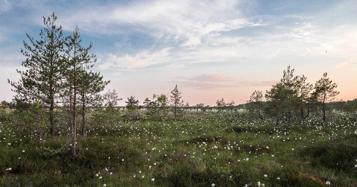 Claude Pro vs Claude API: Which Should You Use in 2026?