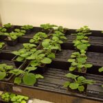 Scientists Create Plant That Produces Ayahuasca, Shrooms, and Toad Psychedelics All At Once