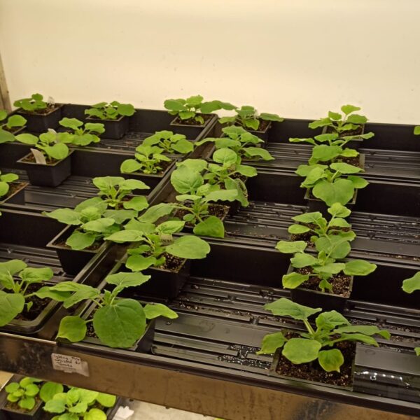 Scientists Create Plant That&hellip;