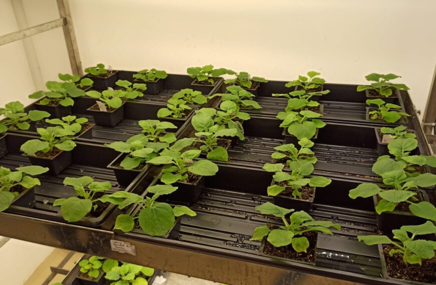 Scientists Create Plant That Produces Ayahuasca, Shrooms, and Toad Psychedelics All At Once