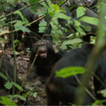 World’s Largest Group of Chimps Waging Deadly ‘Civil War,’ Scientists Discover