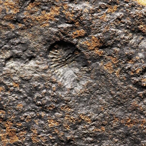 The Oldest Evidence of&hellip;