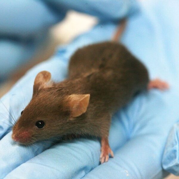 Scientists Gave Mice Cocaine.&hellip;