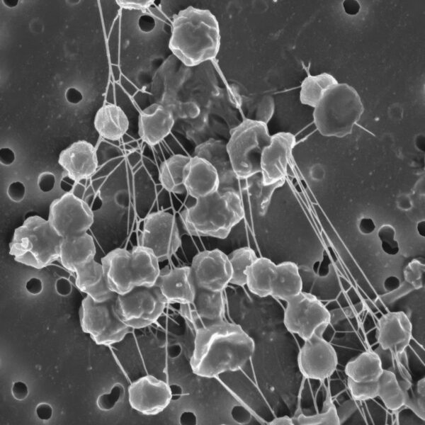 Scientists Designed a Virtual&hellip;