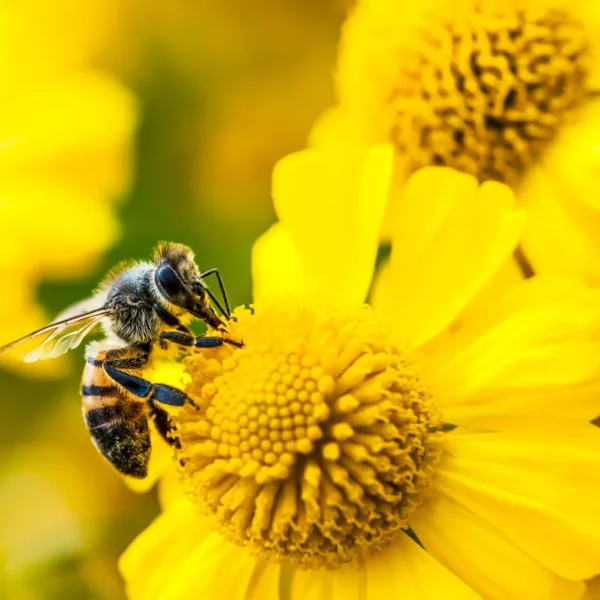 Amazon’s Bee launches two&hellip;