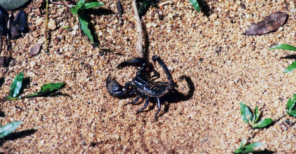 Claude did not invent scorpion antivenom