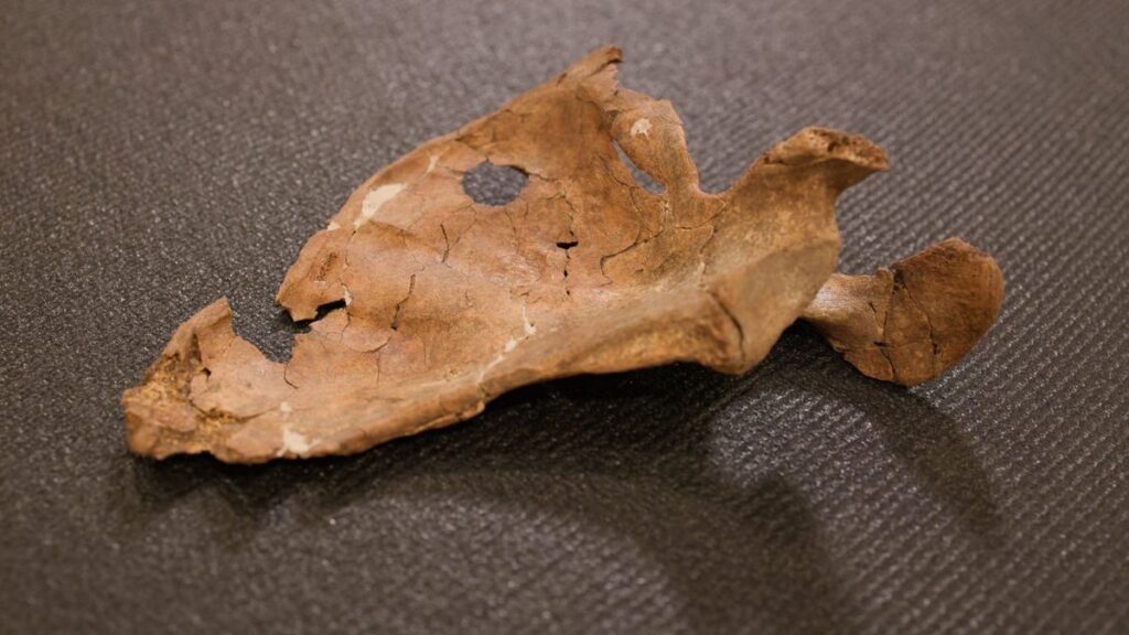 This Might Be the Earliest Known Spear Murder In Earth’s History